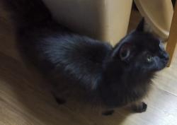 Found/Stray Female Cat last seen Blue Parrott @ cr 25 (Teague rd), Lady Lake, FL 32159