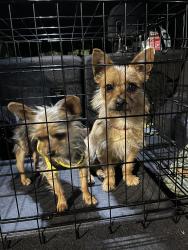 Found/Stray Male Dog last seen La prada, Dallas, TX 75228