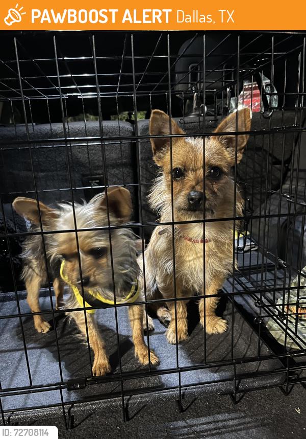 Found/Stray Male Dog last seen La prada, Dallas, TX 75228
