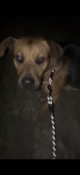 Found/Stray Male Dog last seen Palo duro dr, Manvel, TX 77578