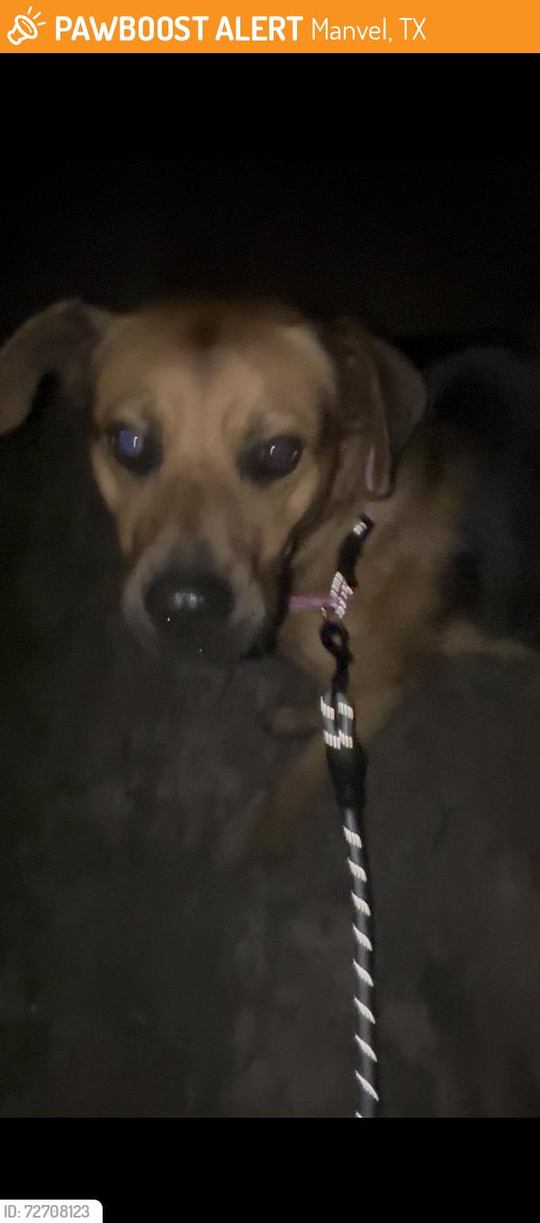 Found/Stray Male Dog last seen Palo duro dr, Manvel, TX 77578