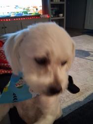 Found/Stray Male Dog last seen Houston, Spring, TX 77389