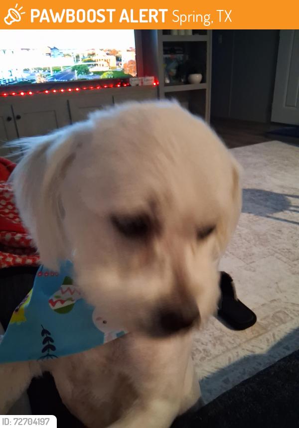 Found/Stray Male Dog last seen Houston, Spring, TX 77389