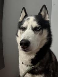 Lost Male Dog last seen Kincaid and Betty Lee avenue, St. Louis, MO 63114