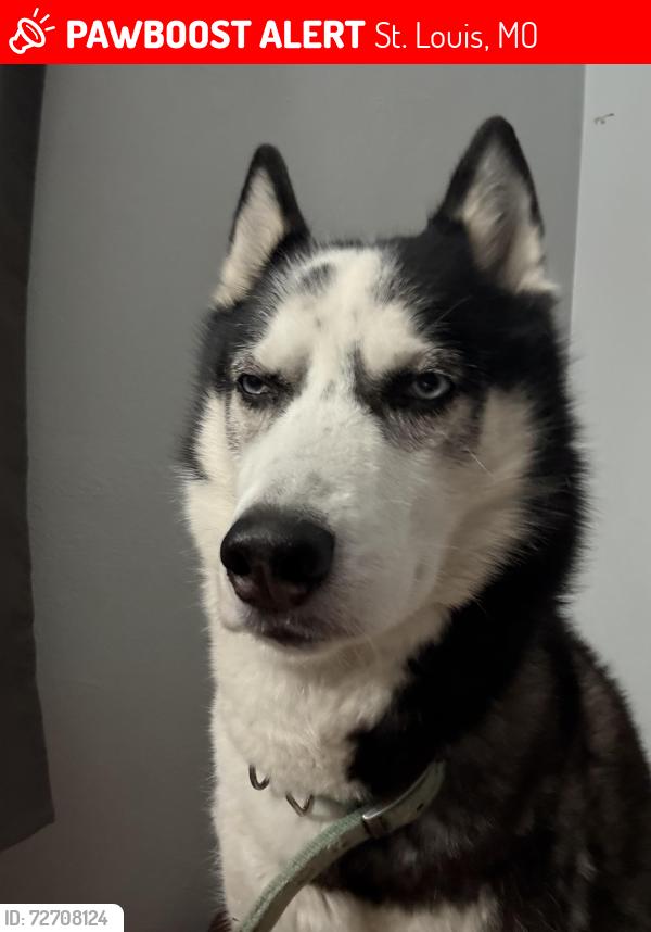 Lost Male Dog last seen Kincaid and Betty Lee avenue, St. Louis, MO 63114