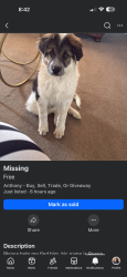 Lost Male Dog last seen Near , El Paso, TX 79912