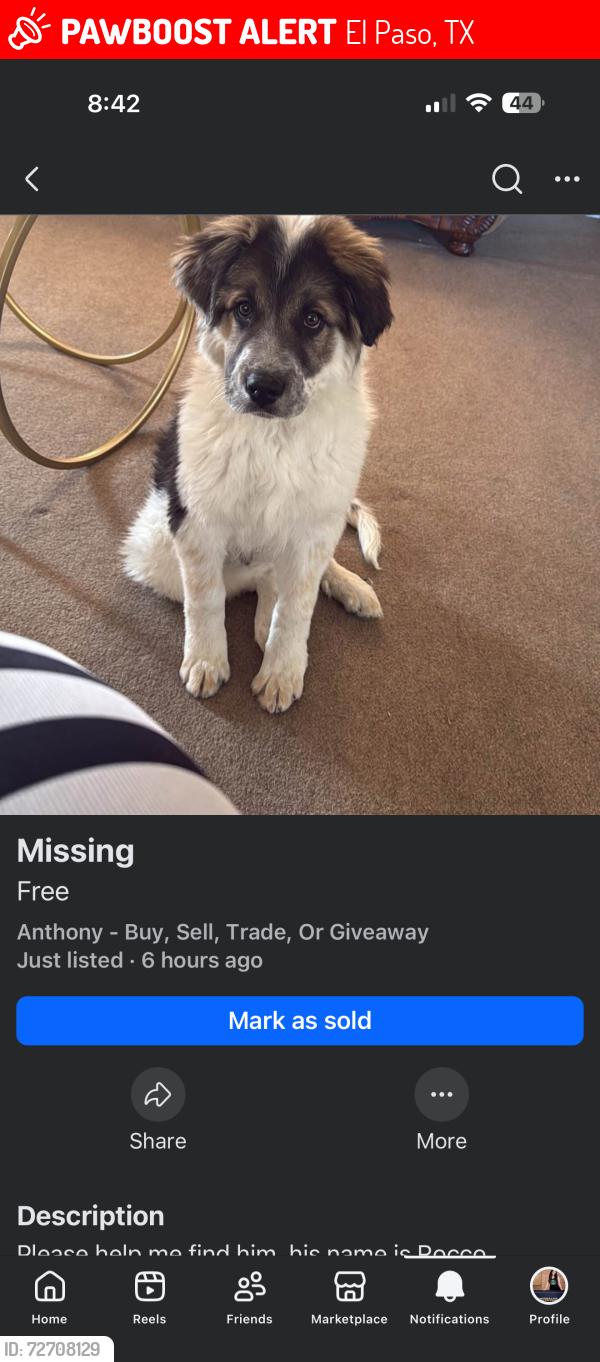 Lost Male Dog last seen Near , El Paso, TX 79912