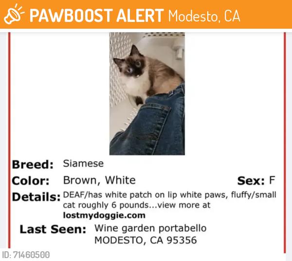 Found/Stray Unknown Cat last seen Wine garden , Modesto, CA 95350