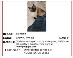 Found/Stray Unknown Cat last seen Wine garden , Modesto, CA 95350