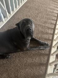 Lost Male Dog last seen Near country road 3672 Springtown tx, Springtown, TX 76082