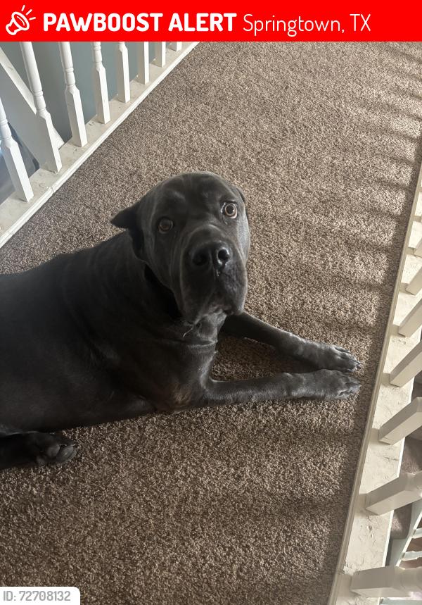 Lost Male Dog last seen Near country road 3672 Springtown tx, Springtown, TX 76082