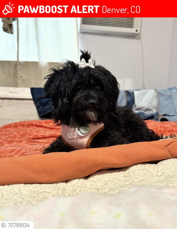 Lost Female Dog last seen 56th and Federal , Denver, CO 80221