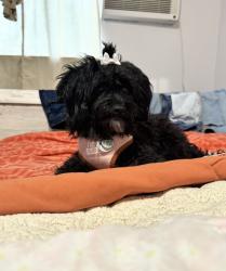 Lost Female Dog last seen 56th and Federal , Denver, CO 80221