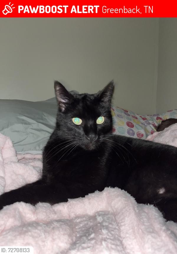 Lost Male Cat last seen Maple Ln road, Maple lane mobile  park , Greenback, TN 37742