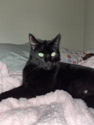 Lost Male Cat last seen Maple Ln road, Maple lane mobile  park , Greenback, TN 37742