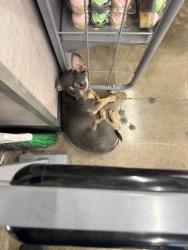 Found/Stray Male Dog last seen Crosstimbers and fulton, Houston, TX 77022