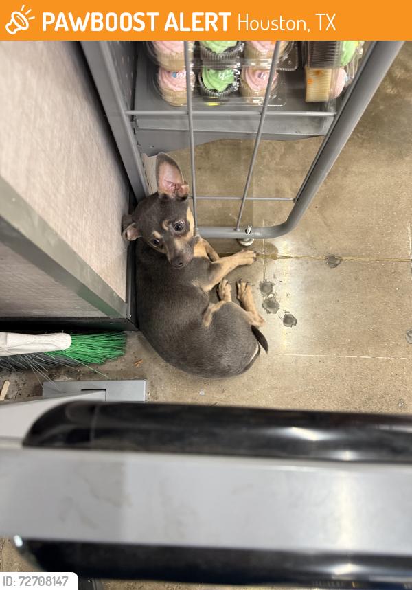 Found/Stray Male Dog last seen Crosstimbers and fulton, Houston, TX 77022
