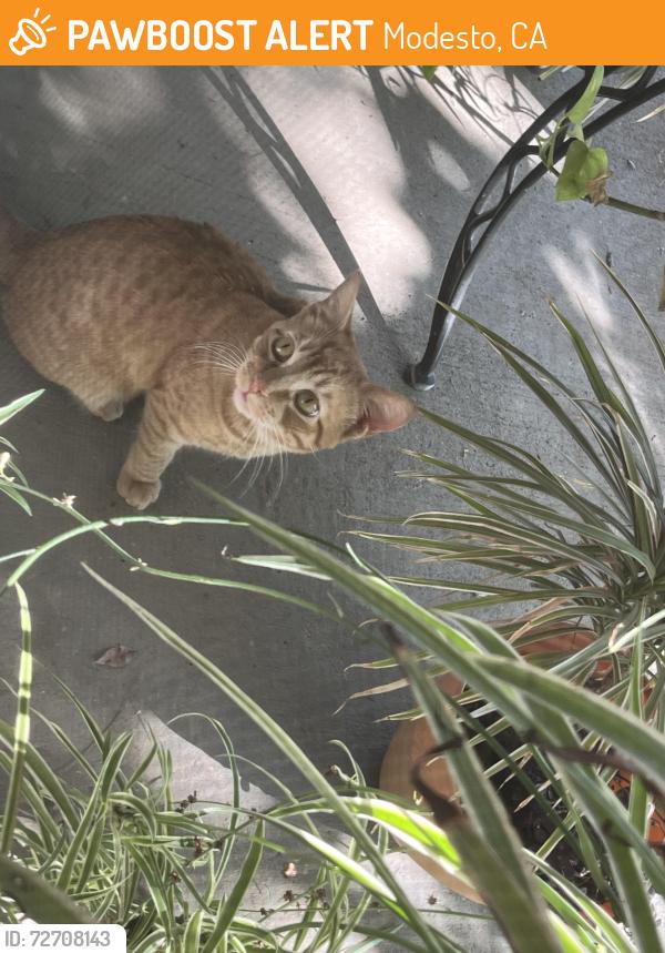Found/Stray Male Cat last seen Carver rd , Modesto, CA 95350