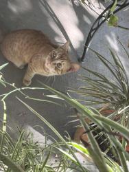 Found/Stray Male Cat last seen Carver rd , Modesto, CA 95350