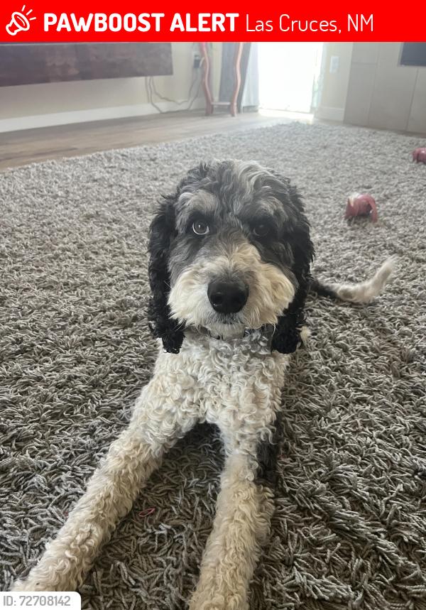 Lost Male Dog last seen Mesilla vineyard est , Las Cruces, NM 88005