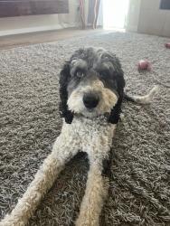 Lost Male Dog last seen Mesilla vineyard est , Las Cruces, NM 88005
