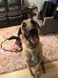 Found/Stray Female Dog last seen Kemp Rd. , Durham, NC 27703