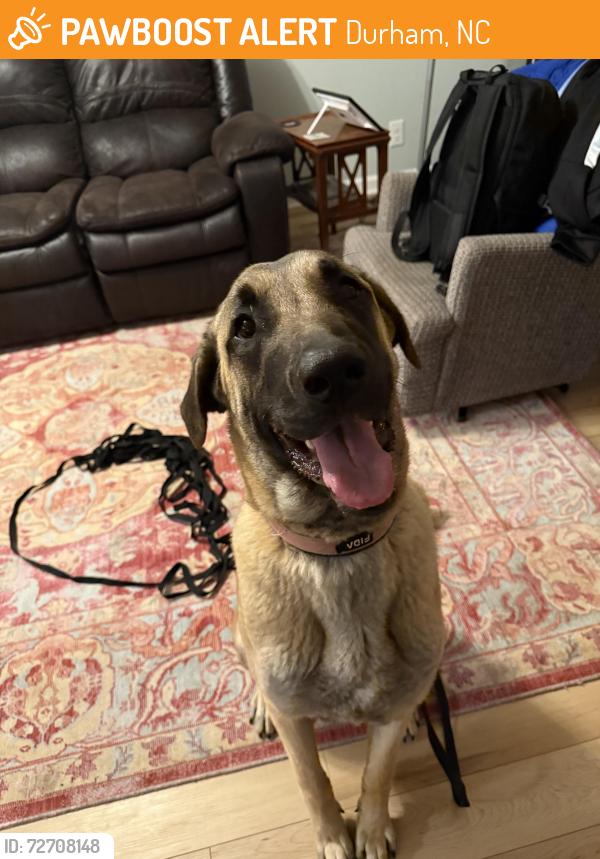 Found/Stray Female Dog last seen Kemp Rd. , Durham, NC 27703