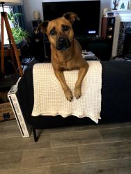 Lost Female Dog last seen Sugar Mill cndmnium Complex North of Earl., Phoenix, AZ 85018