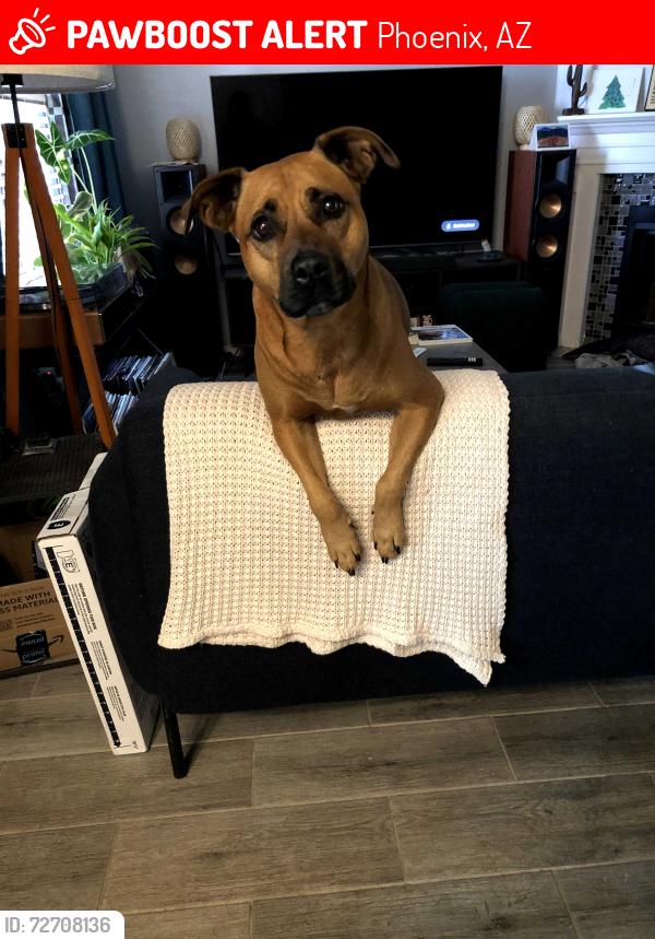 Lost Female Dog last seen Sugar Mill cndmnium Complex North of Earl., Phoenix, AZ 85018