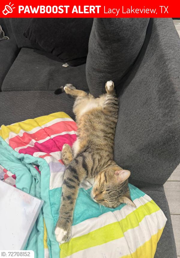Lost Male Cat last seen Meyers terrace circle and meyers lane , Lacy Lakeview, TX 76705