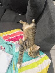 Lost Male Cat last seen Meyers terrace circle and meyers lane , Lacy Lakeview, TX 76705