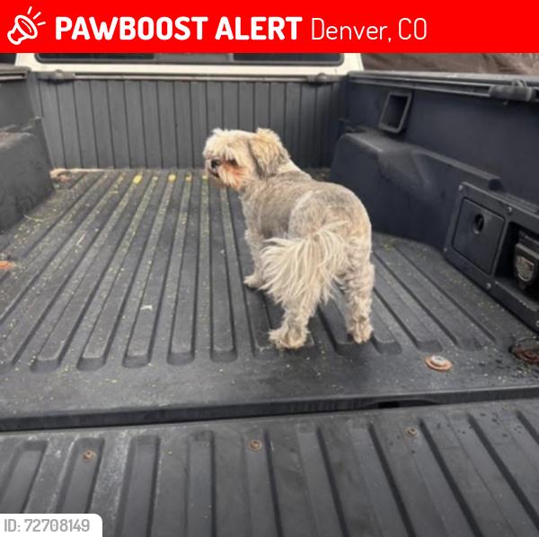Lost Female Dog last seen Walsh pl Irving st hazel at , Denver, CO 80219