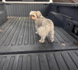 Lost Female Dog last seen Walsh pl Irving st hazel at , Denver, CO 80219
