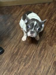 Lost Female Dog last seen Horseshoe dr 76711, Waco, TX 76711