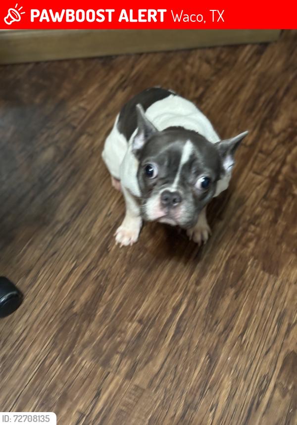 Lost Female Dog last seen Horseshoe dr 76711, Waco, TX 76711