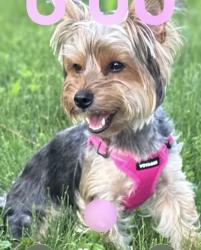 Lost Female Dog last seen Everett Ave & Midlothian & Youngstown Poland Rd, Youngstown, OH 44514