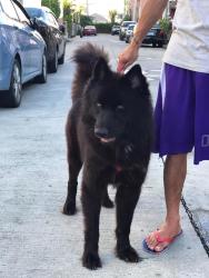 Lost Female Dog last seen Encino, North Las Vegas, NV 89030