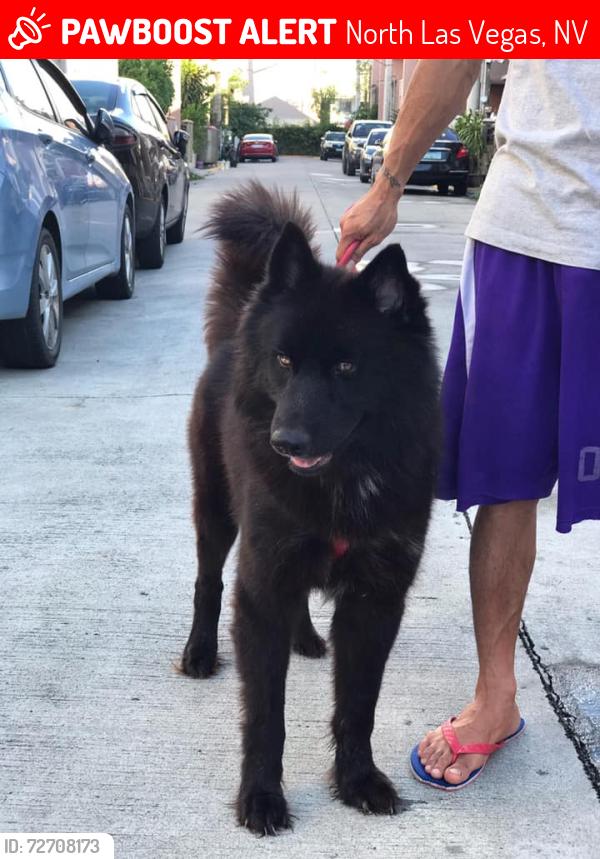 Lost Female Dog last seen Encino, North Las Vegas, NV 89030