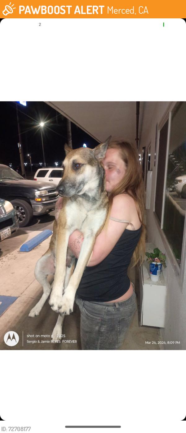 Found/Stray Female Dog last seen V Street 1213 apparment complex, Merced, CA 95341