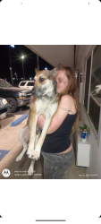 Found/Stray Female Dog last seen V Street 1213 apparment complex, Merced, CA 95341
