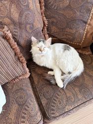 Lost Male Cat last seen Near E 167th cir, Thornton, CO 80602