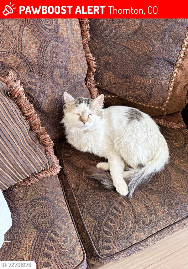 Lost Male Cat last seen Near E 167th cir, Thornton, CO 80602