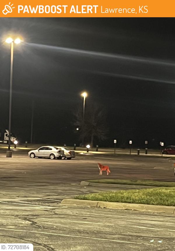 Found/Stray Unknown Dog last seen Holiday Inn express , Lawrence, KS 66046