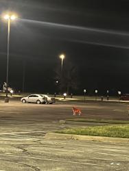 Found/Stray Unknown Dog last seen Holiday Inn express , Lawrence, KS 66046