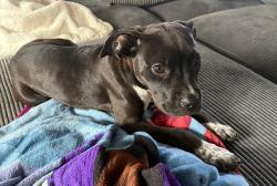 Lost Female Dog last seen Tom’s burgers, Escondido, CA 92025