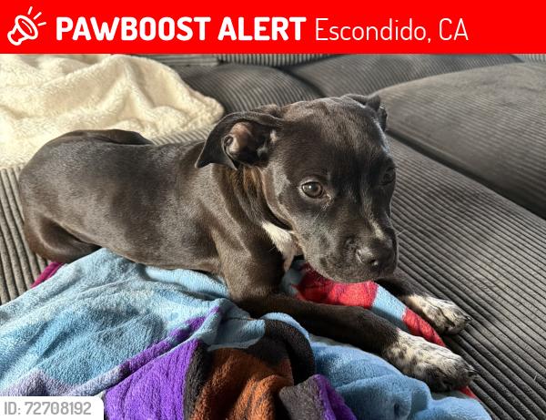 Lost Female Dog last seen Tom’s burgers, Escondido, CA 92025