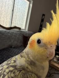 Lost Unknown Other last seen Fred Meyer, Anchorage, AK 99577