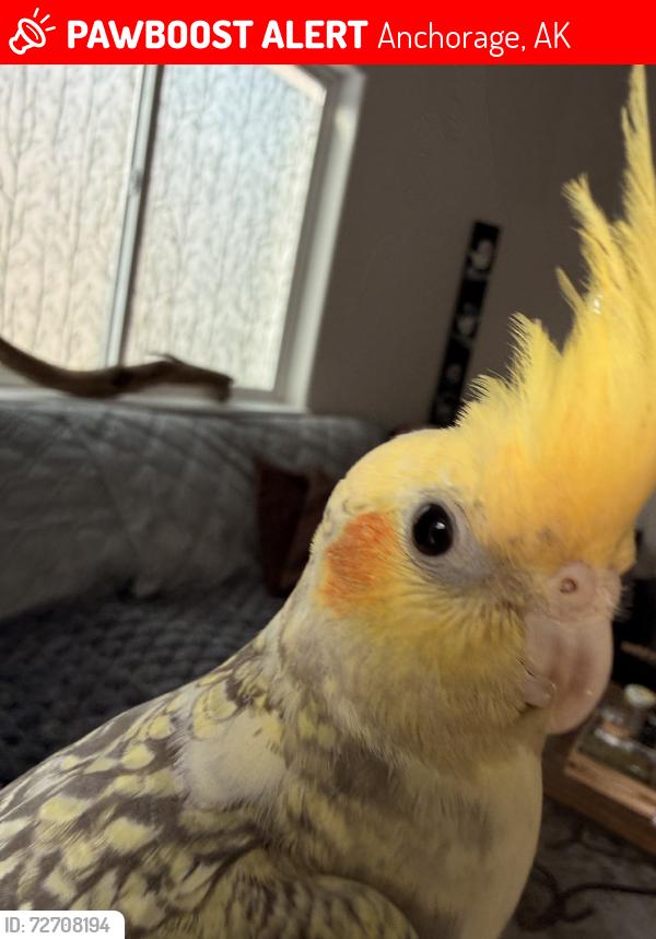 Lost Unknown Other last seen Fred Meyer, Anchorage, AK 99577