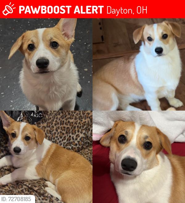 Lost Female Dog last seen On the road of Dayton Children’s by america street, Dayton, OH 45404