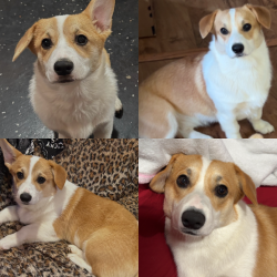 Lost Female Dog last seen On the road of Dayton Children’s by america street, Dayton, OH 45404